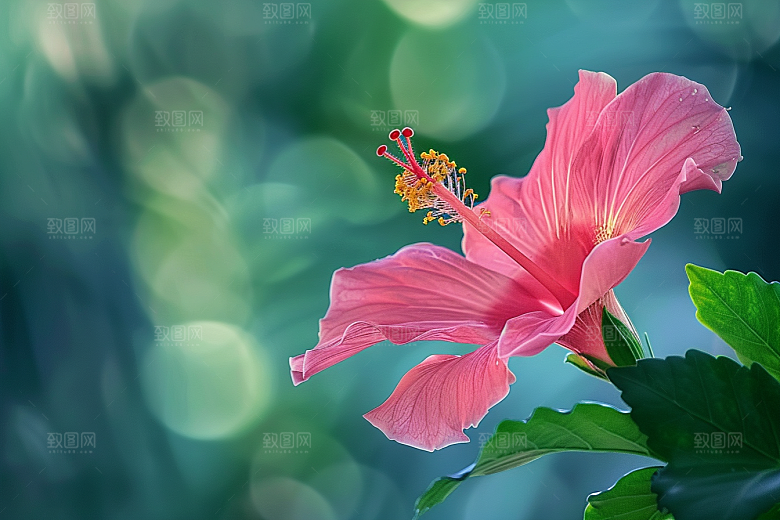 木槿花自然清新摄影图