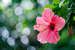 木槿花夏天彩色摄影图