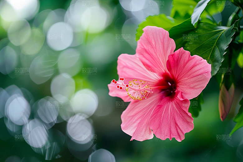 木槿花夏天彩色摄影图