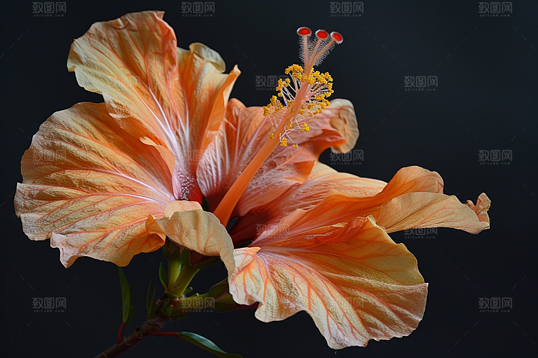 木槿花花朵自然摄影图