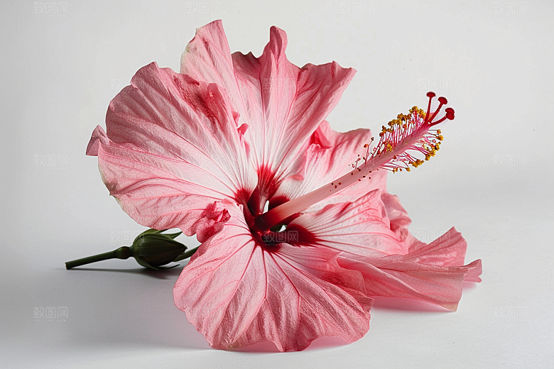 木槿花高清花卉摄影图