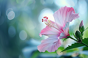 木槿花花卉木棉摄影图