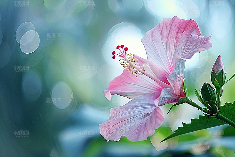 木槿花花卉木棉摄影图