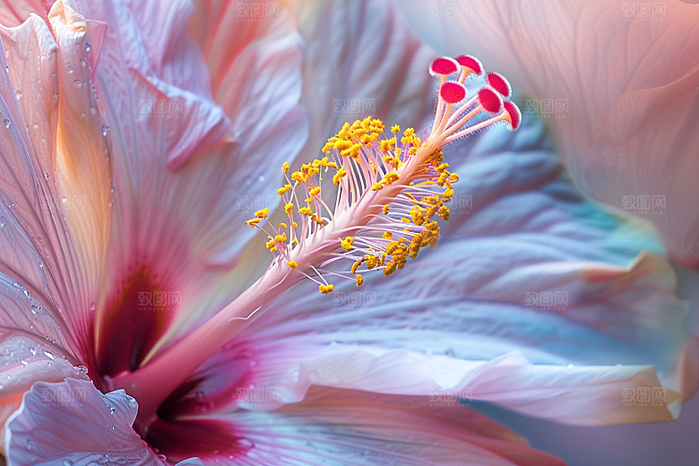 木槿花彩色自然摄影图