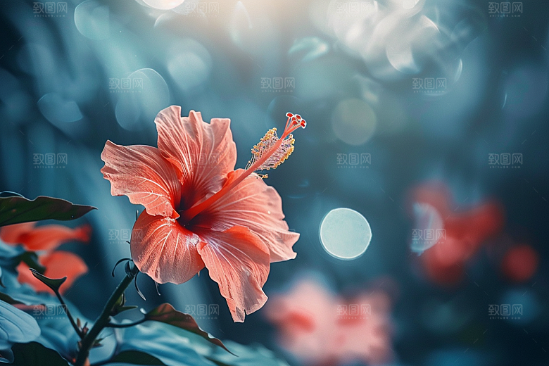 木槿花植物花朵摄影图