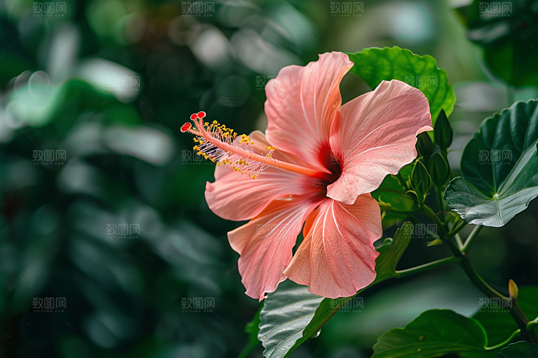 木槿花夏季夏天摄影图
