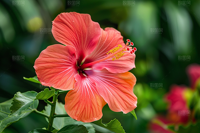 木槿花花卉自然摄影图