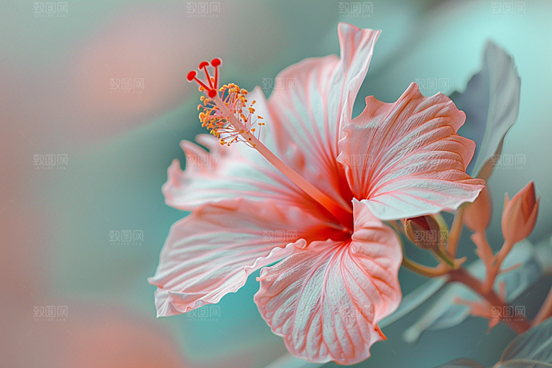 木槿花彩色木棉摄影图