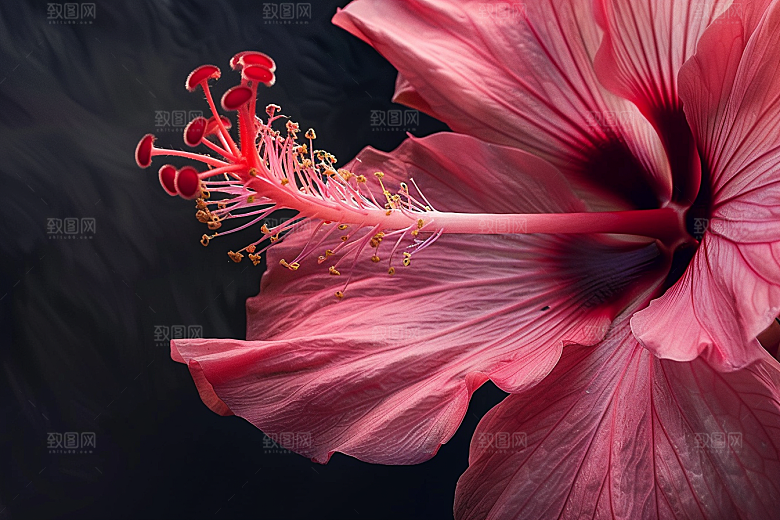 木槿花清新夏季摄影图