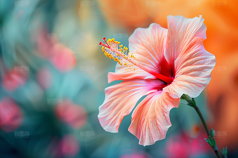 木槿花花卉自然摄影图