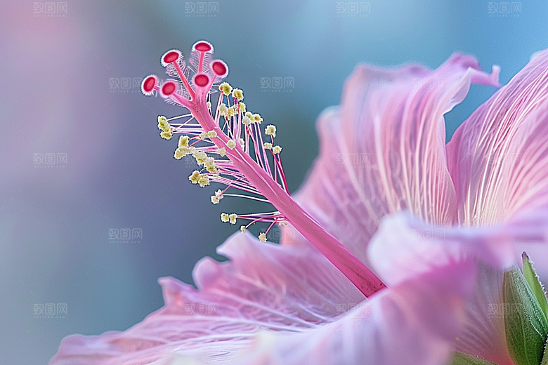 木槿花夏天花朵摄影图