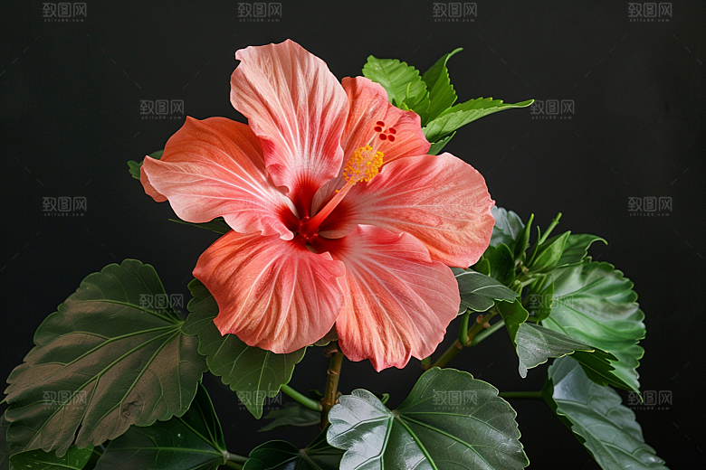 木槿花高清木棉摄影图