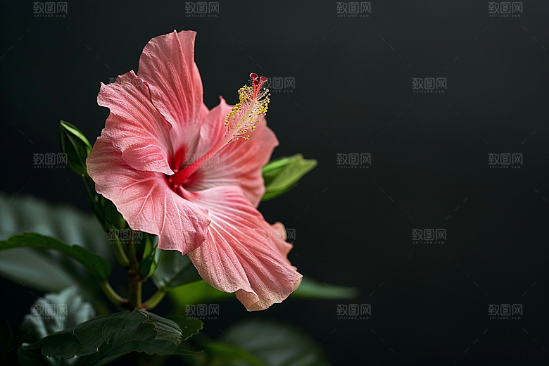 木槿花夏天高清摄影图