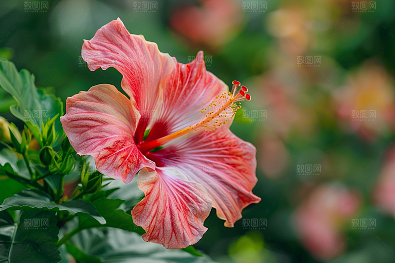 木槿花夏季彩色摄影图