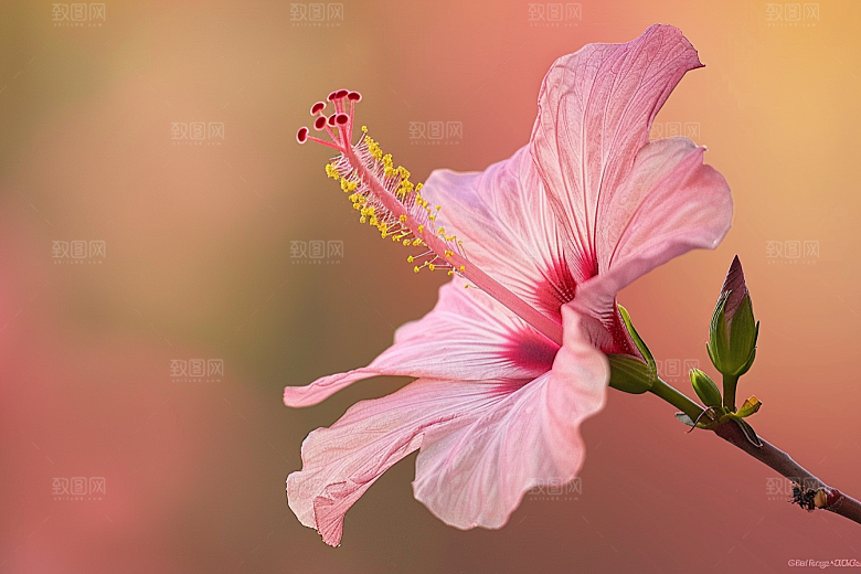 木槿花夏季清新摄影图