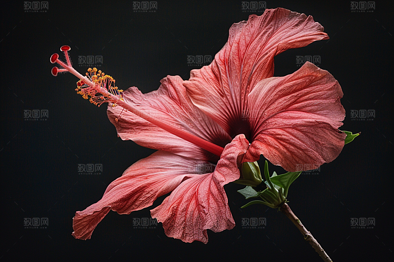 木槿花唯美自然摄影图