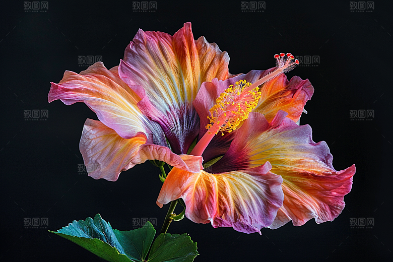 木槿花木棉高清摄影图