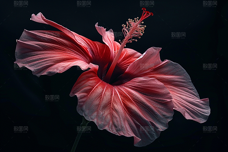 木槿花花卉高清摄影图