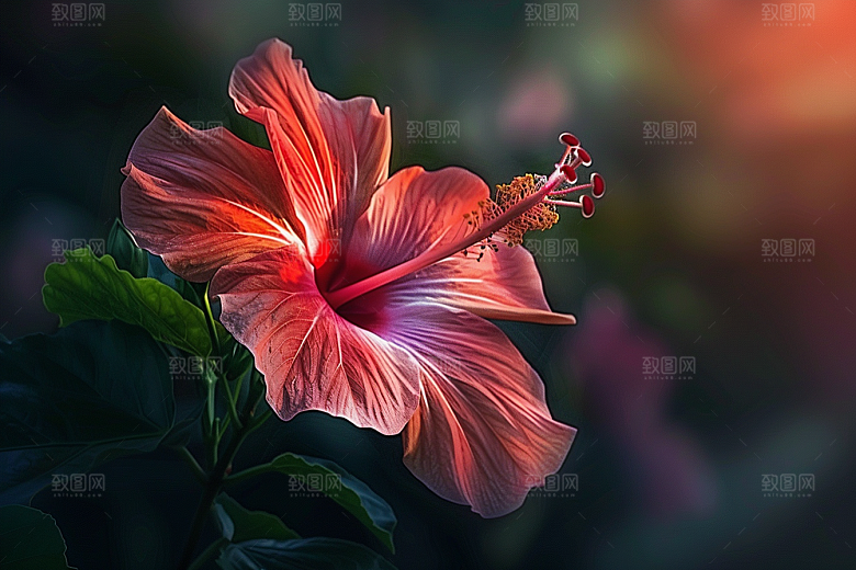 木槿花植物夏季摄影图