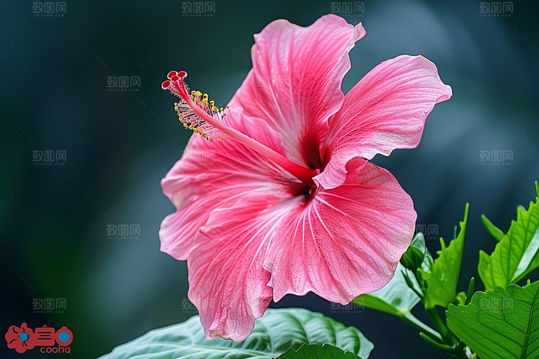 木槿花夏季花卉摄影图