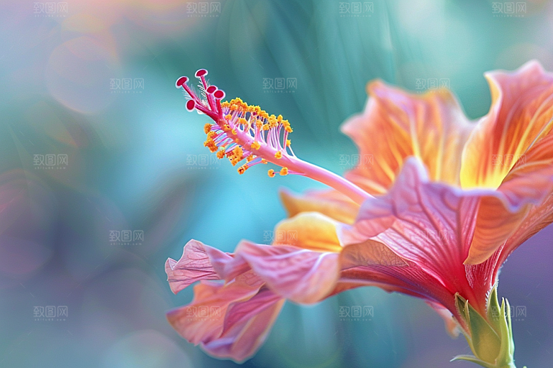 木槿花高清木棉摄影图