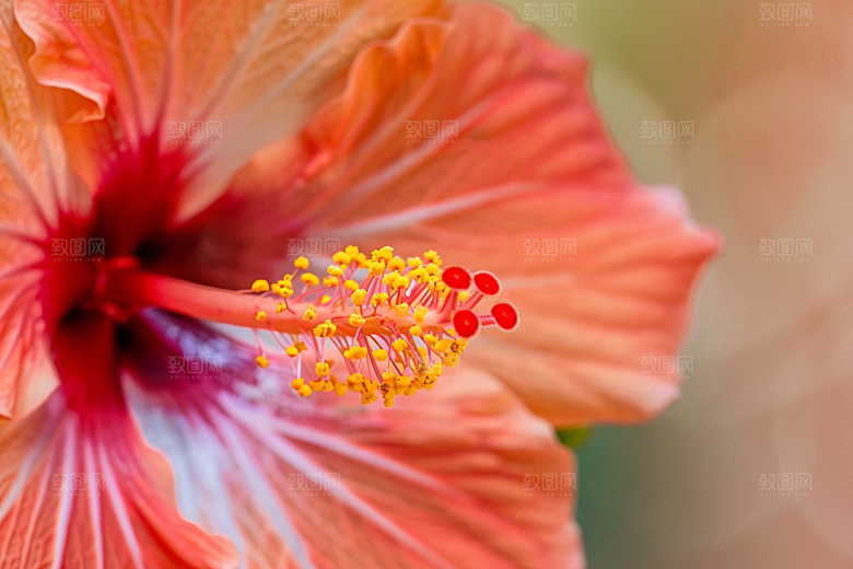 木槿花夏天彩色摄影图