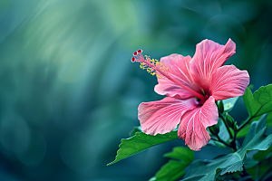 木槿花夏天木棉摄影图