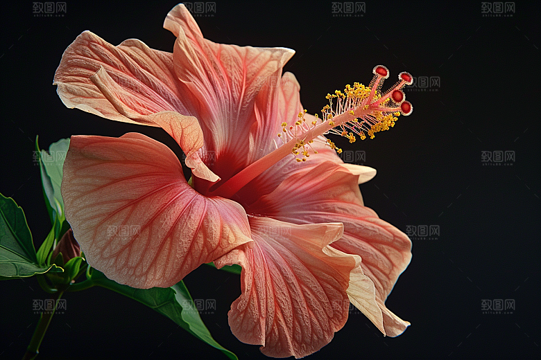 木槿花花朵彩色摄影图
