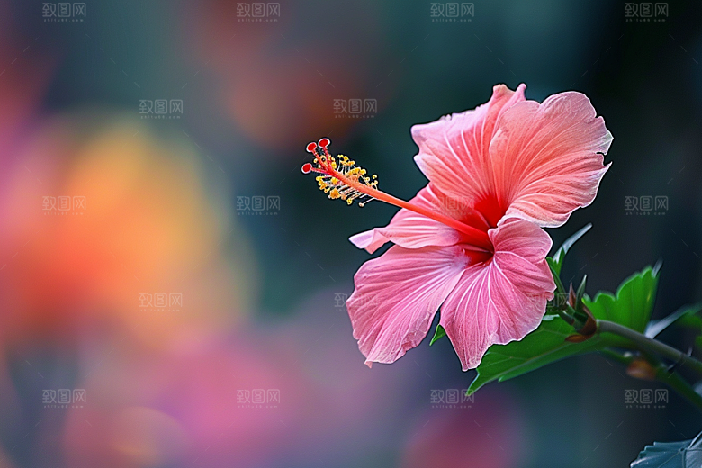 木槿花唯美高清摄影图