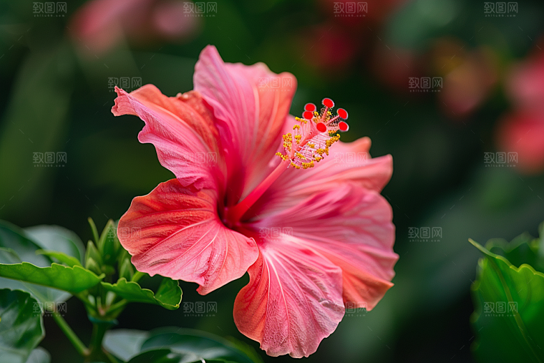 木槿花夏季自然摄影图