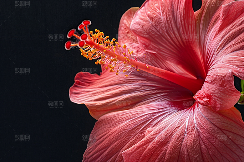 木槿花清新自然摄影图