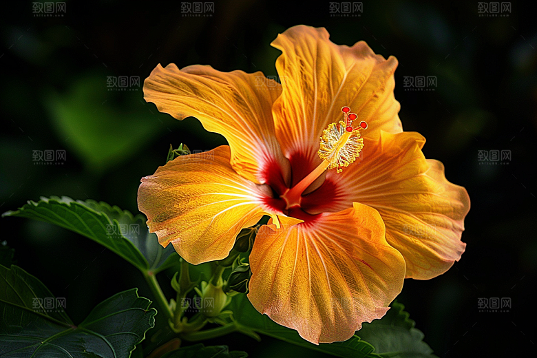 木槿花自然花朵摄影图