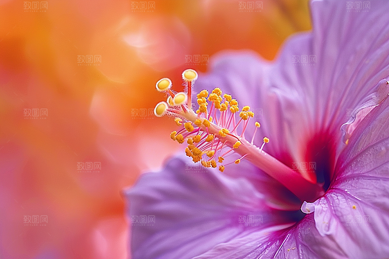 木槿花夏天自然摄影图