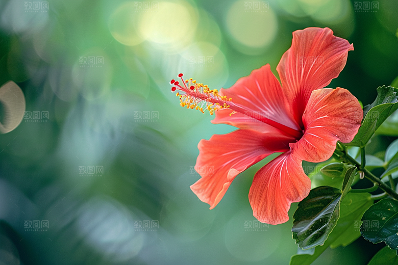 木槿花花朵高清摄影图