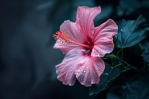木槿花高清花朵摄影图