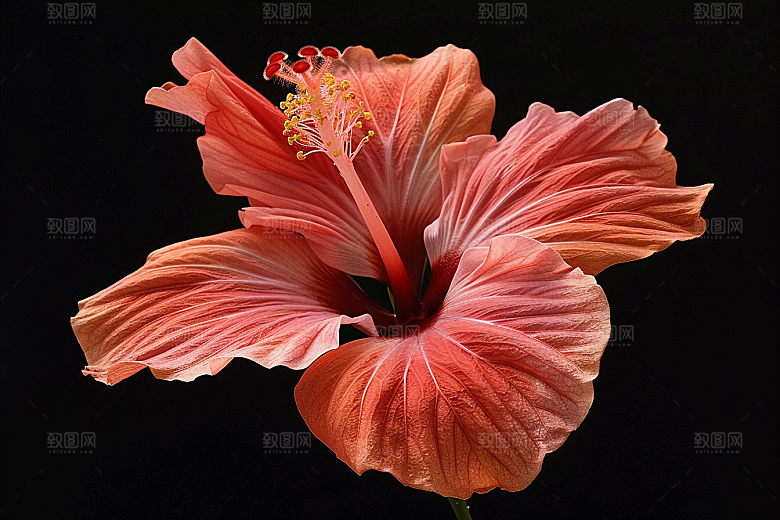 木槿花植物花朵摄影图