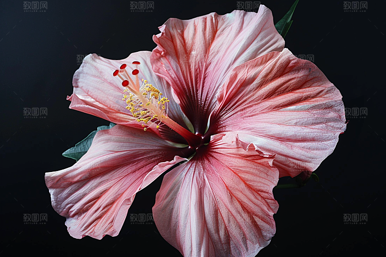 木槿花夏天自然摄影图