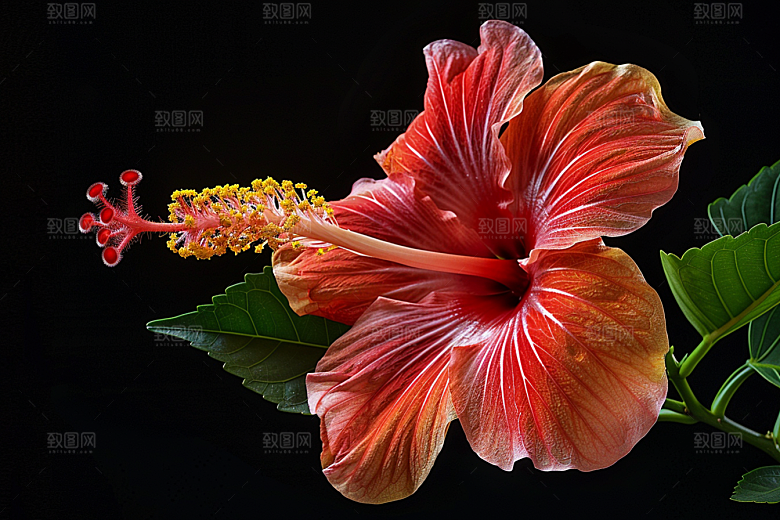 木槿花花朵唯美摄影图