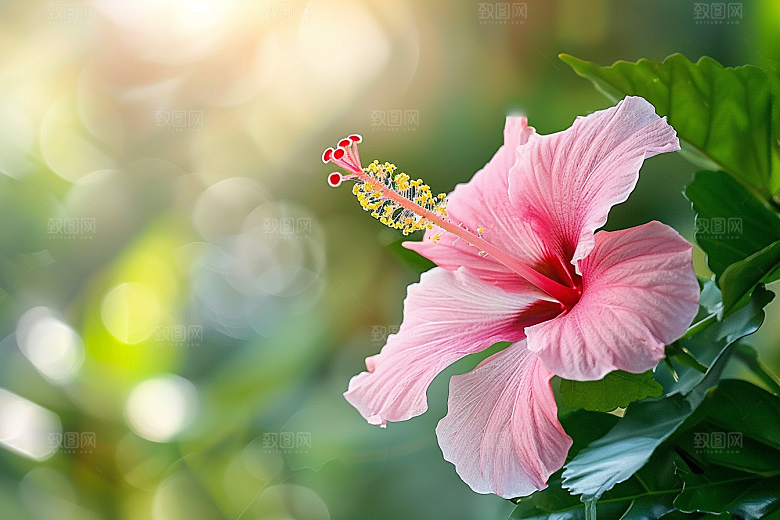 木槿花花卉唯美摄影图