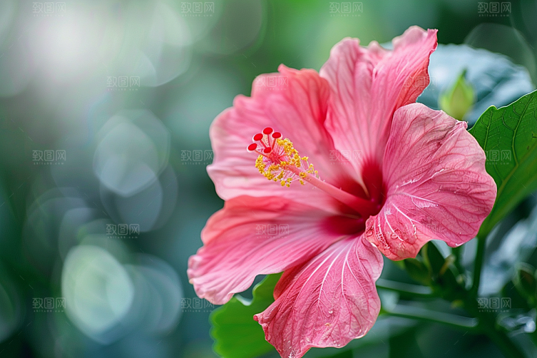 木槿花花朵清新摄影图