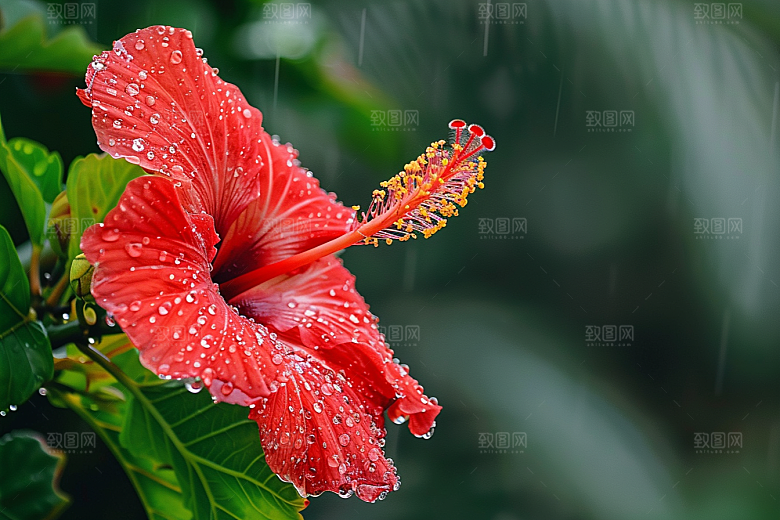 木槿花彩色夏天摄影图