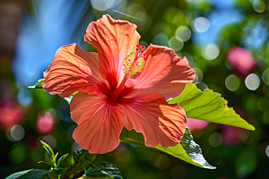 木槿花夏季木棉摄影图