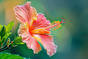 木槿花花朵彩色摄影图