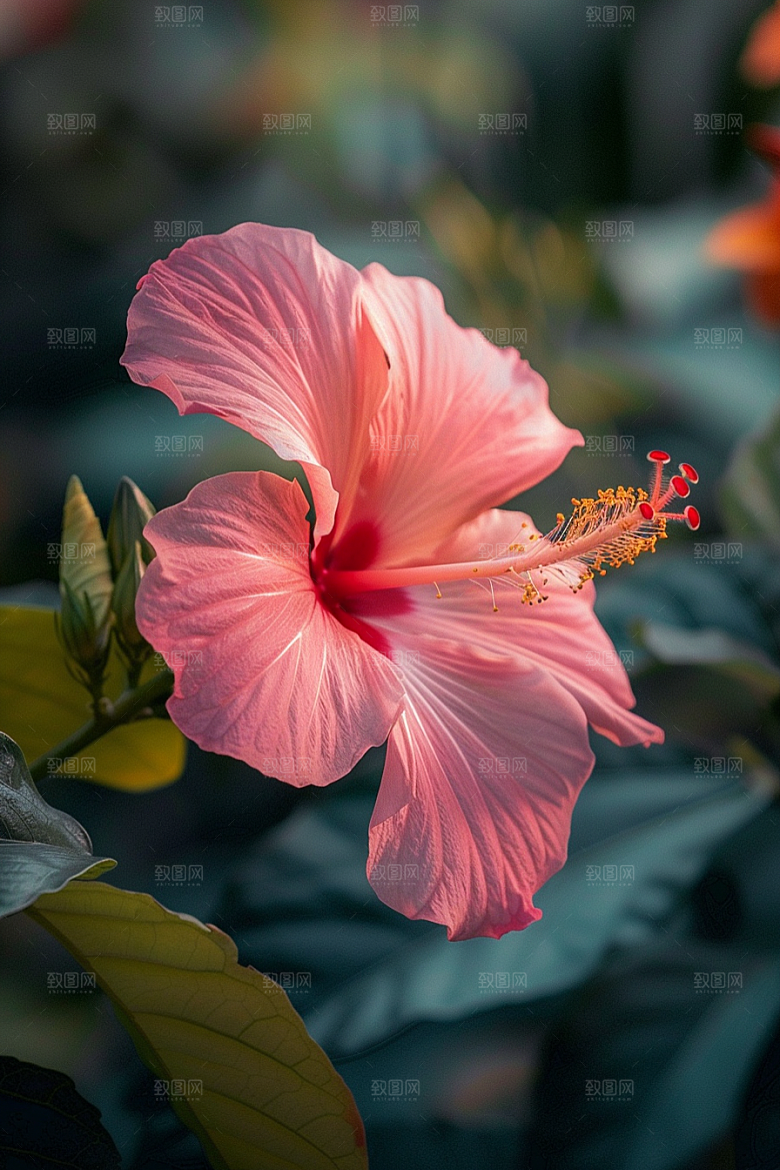 木槿花夏季清新摄影图