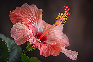 木槿花自然夏季摄影图