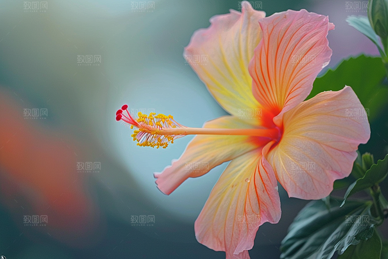 木槿花花卉高清摄影图