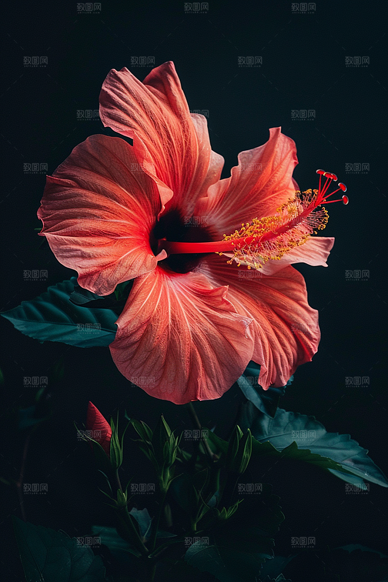 木槿花唯美夏天摄影图