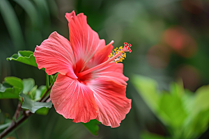 木槿花夏季高清摄影图
