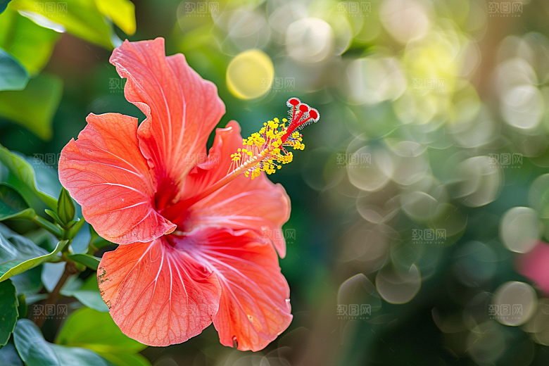 木槿花高清花朵摄影图
