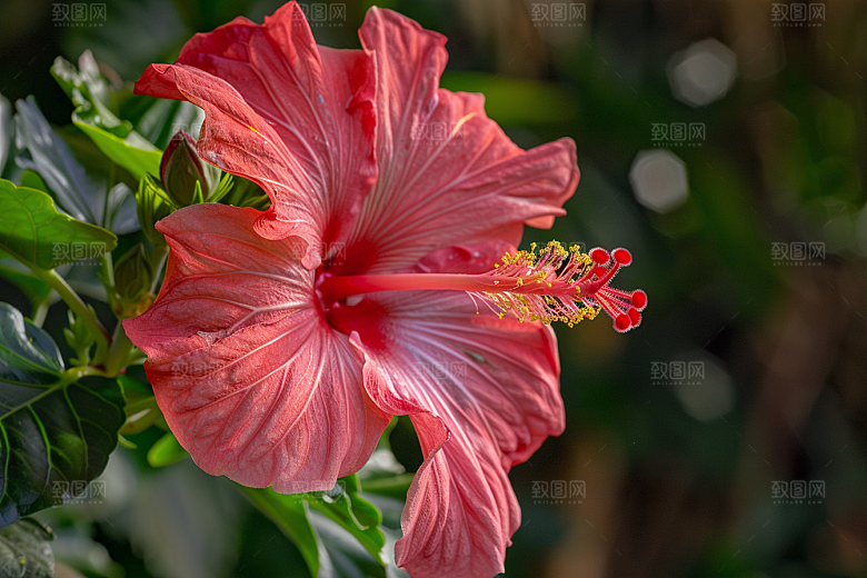 木槿花夏天植物摄影图